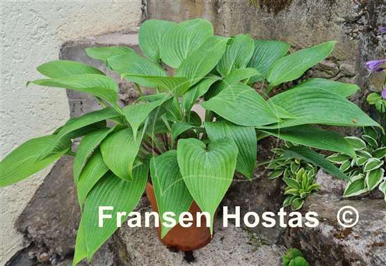 Hosta Belle of the Ball